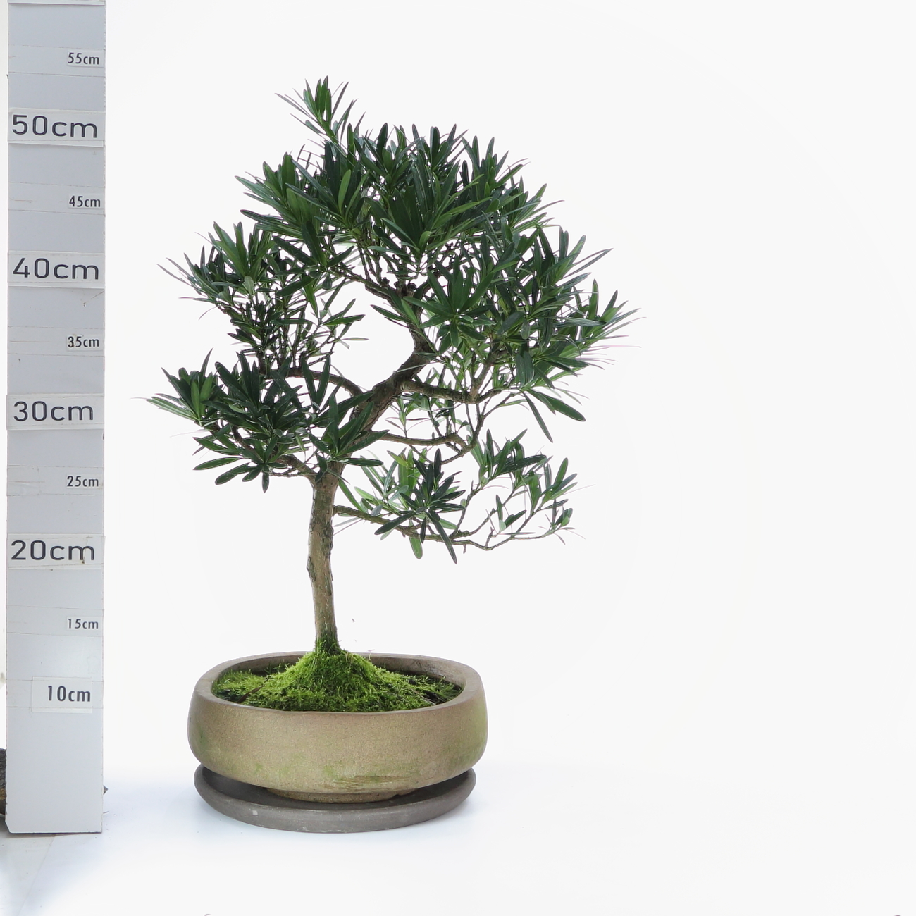 Podocarpus M6 pt Nendo+S