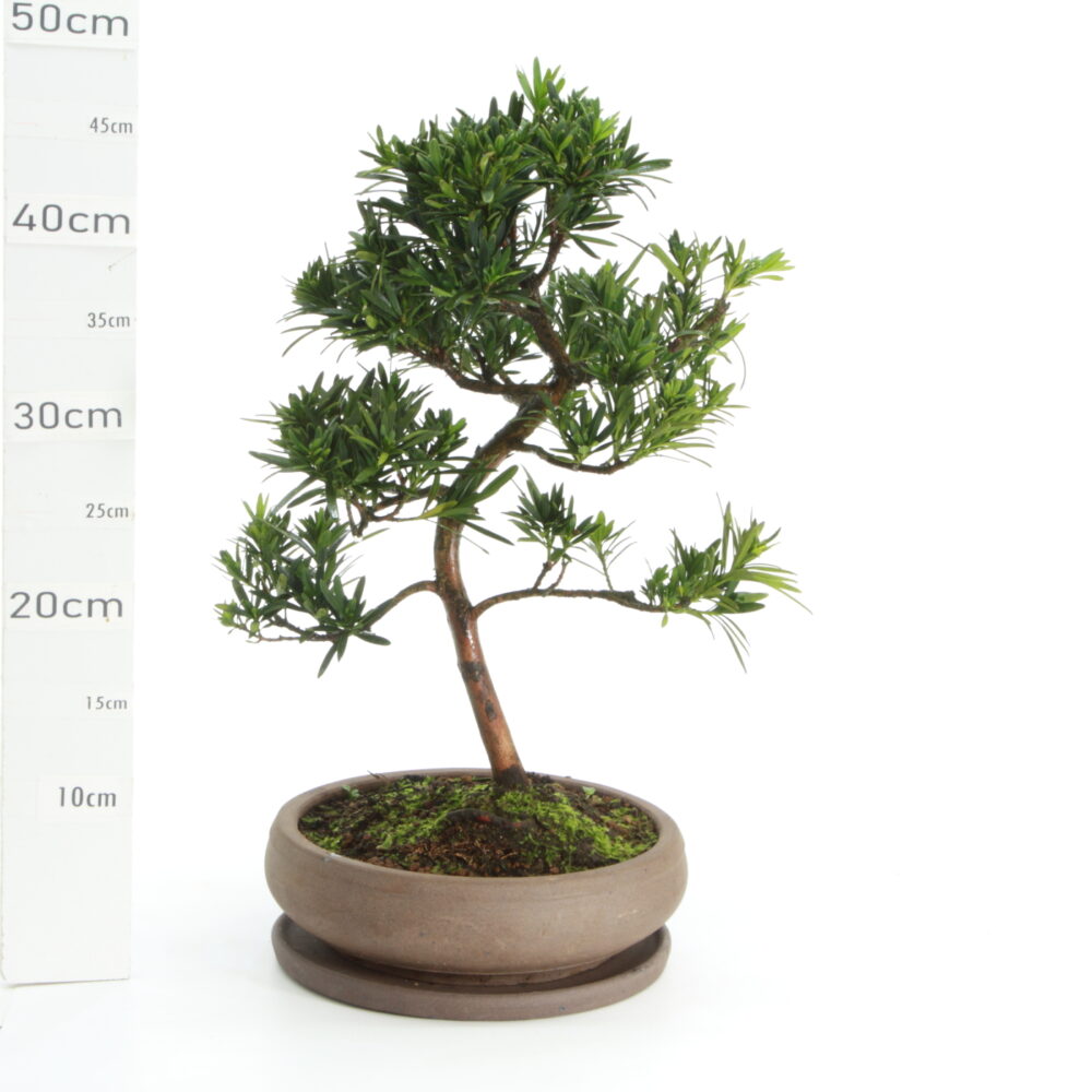 Podocarpus pot Wanta M6.5+S
