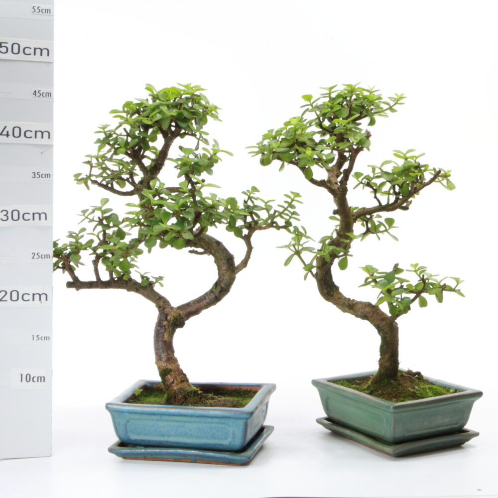 Portulacaria M6+S