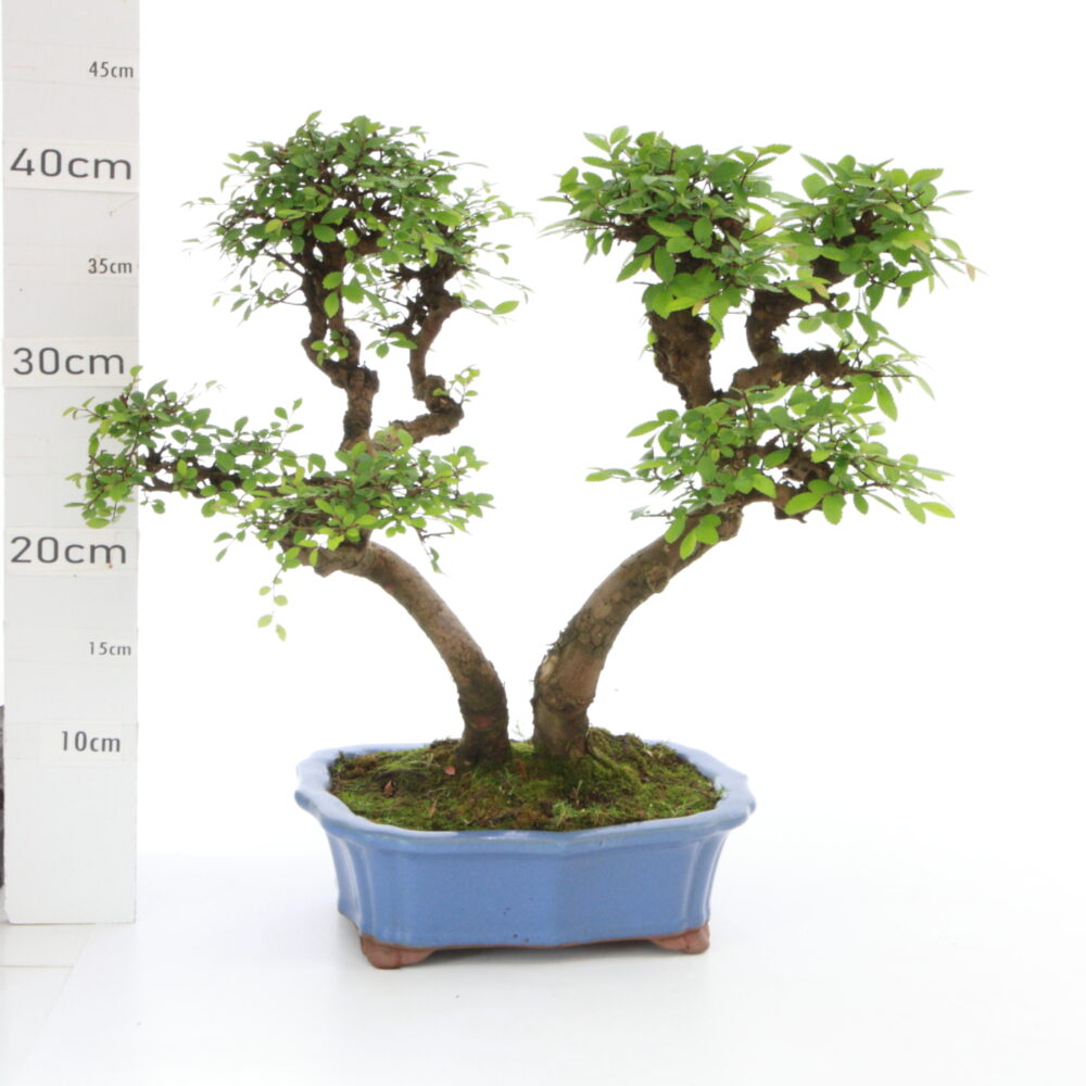 Zelkova chinensis M6.5