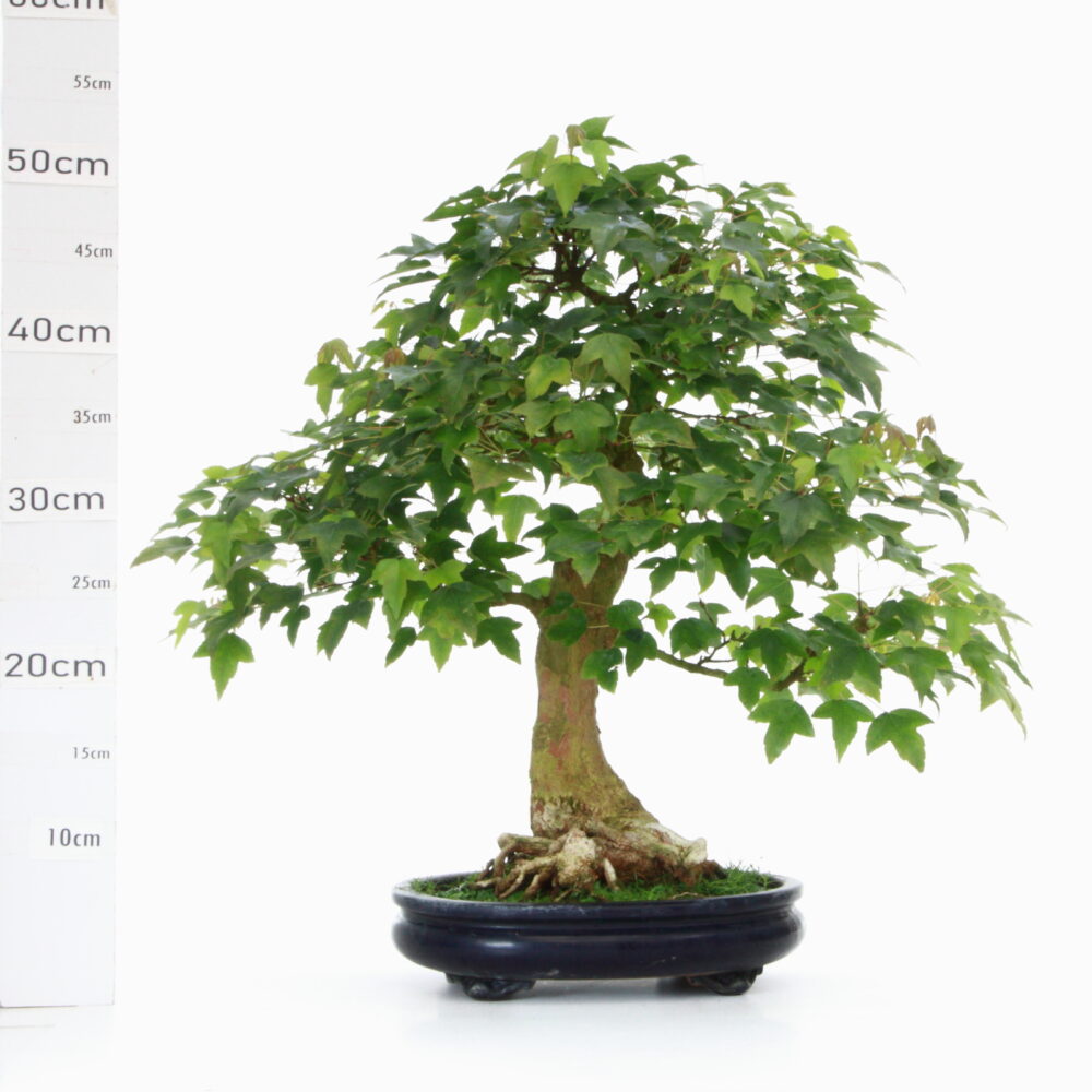 Acer burgerianum + de 40ans pot Japonais