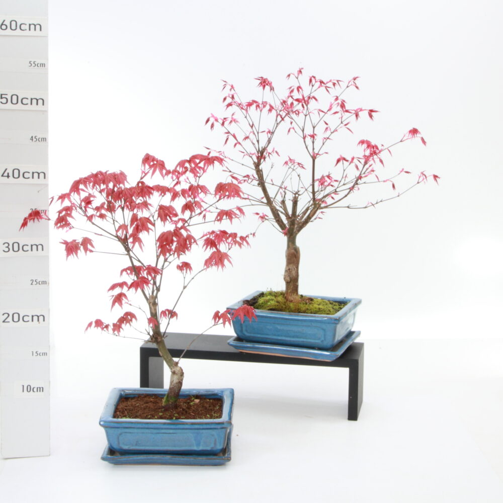 Acer palm. deshojo M4+S