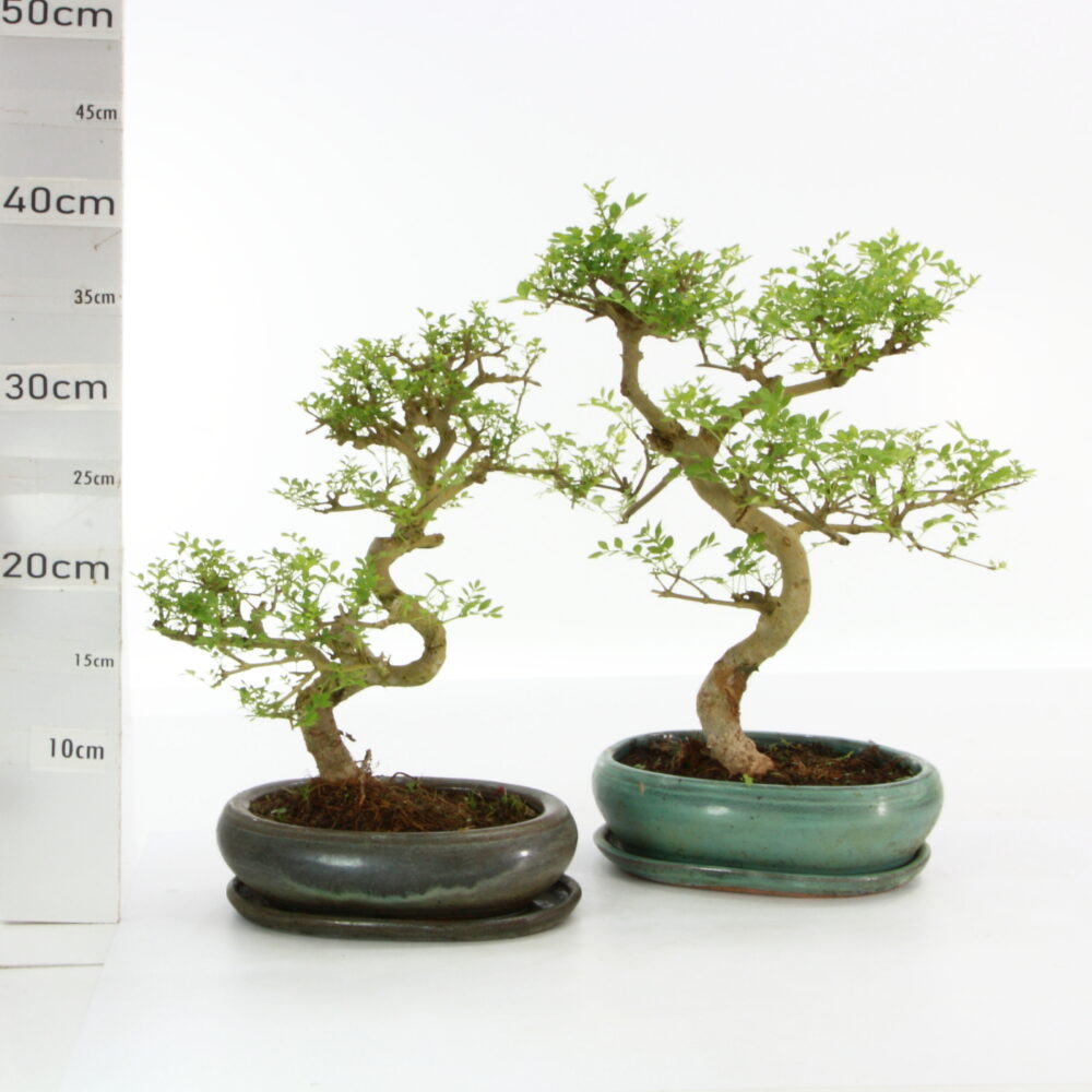 Fraxinus M4+S