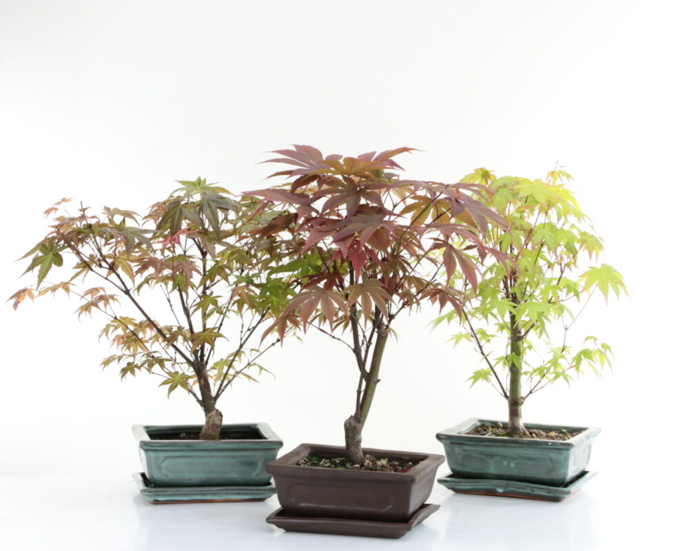 Acer palmatum variés M2.5+S