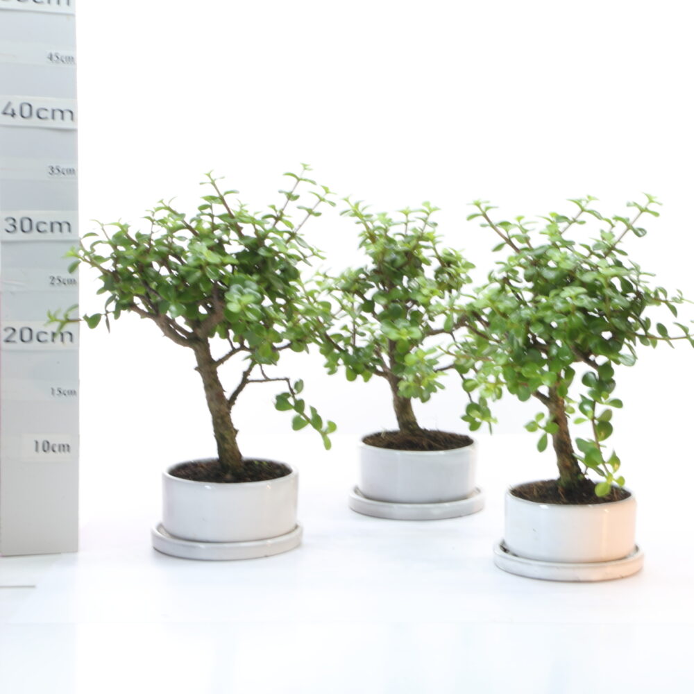 Portulacaria pot Raudo M3+S