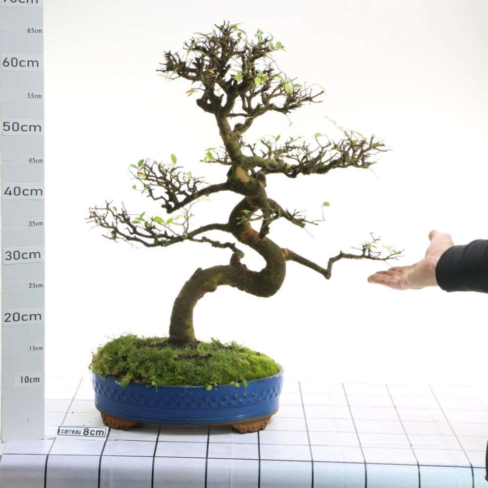 Ulmus chinensis M 8.5 15 ans de pot 6 cult. Oki