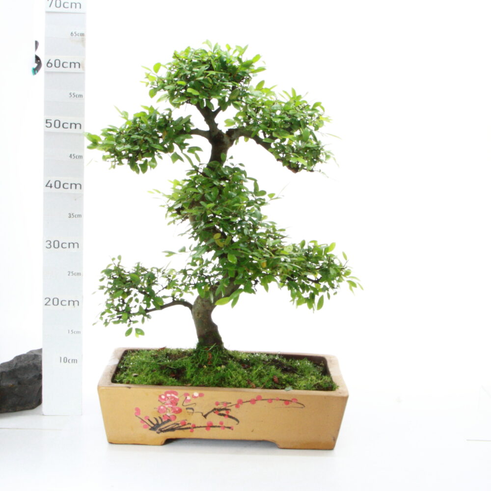 Zelkova sinensis M8 pot chinois arbre Chinois