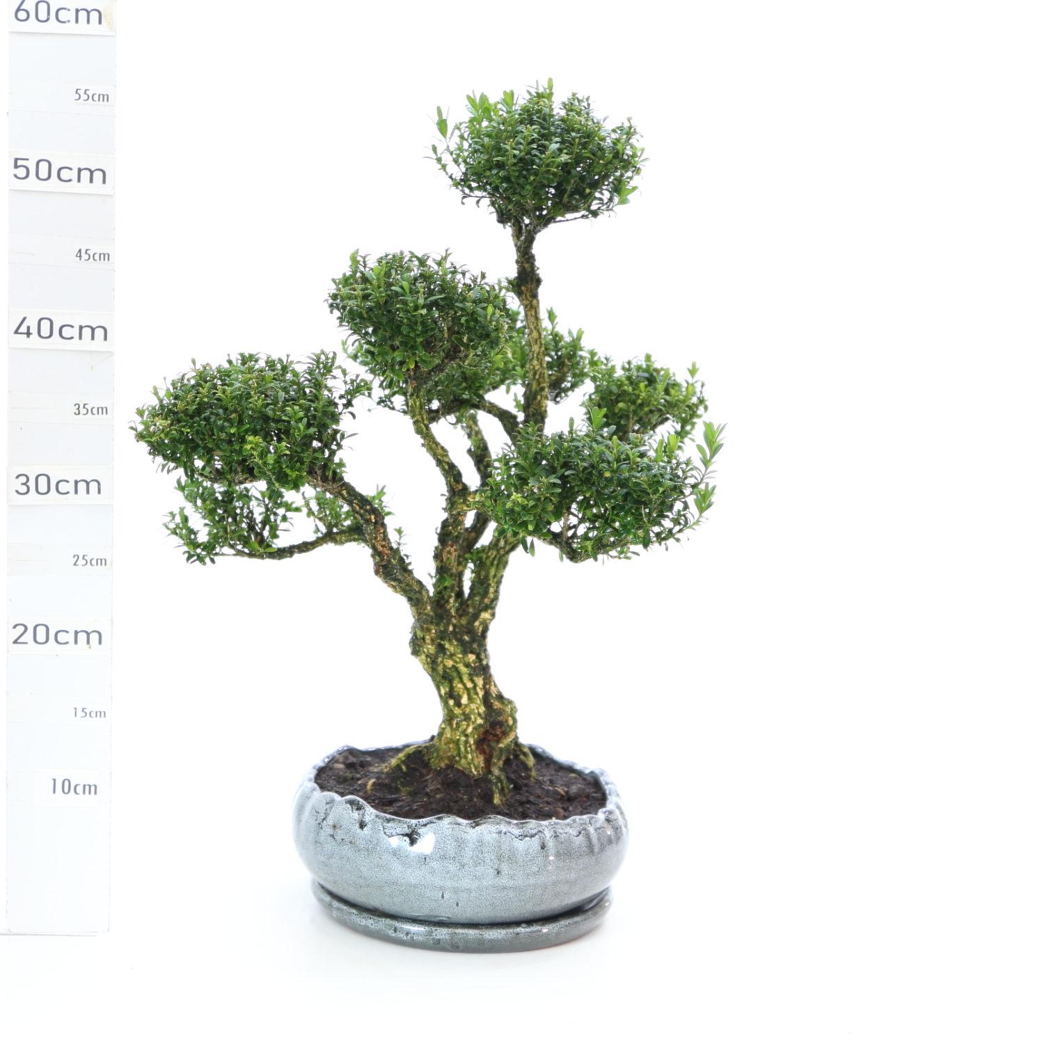 Buxus K8.5.pot Hana Ø23cm+S