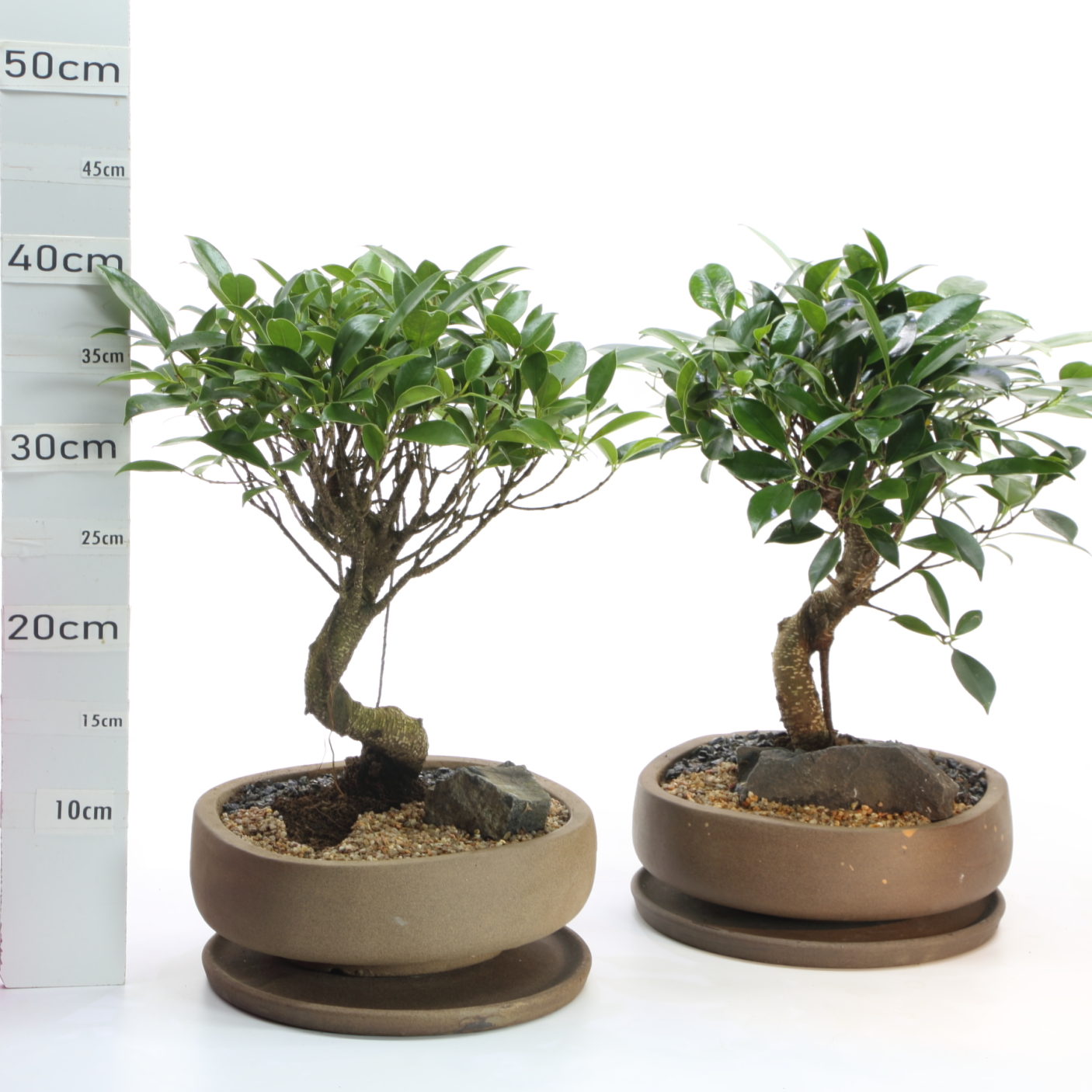 Ficus retusa K4.2 S.boule pot Nendo 23cm+S