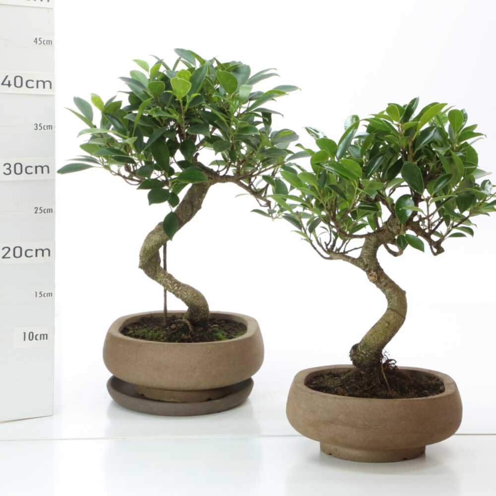 Ficus retusa ét pot Nendo K4.2 Ø20cm+S