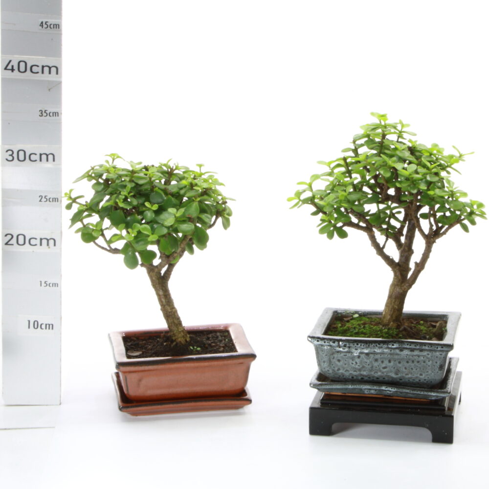 Portulacaria  M3+S