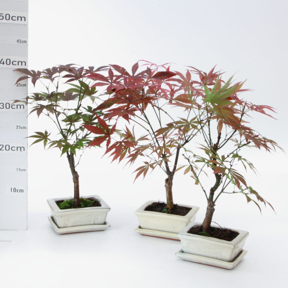 Acer palm  atropurpureum M2.5+S