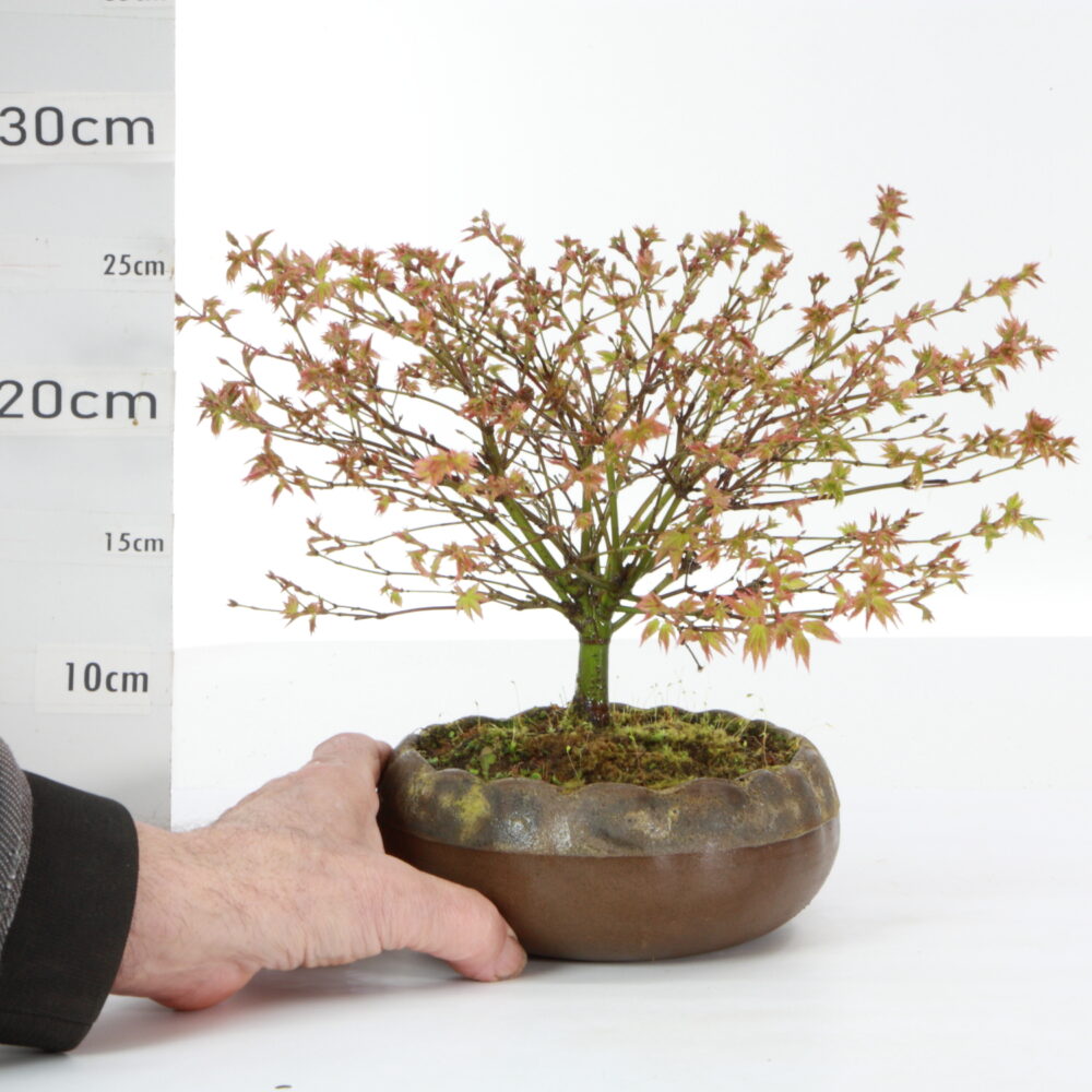 Acer palm. Kiyohimé pot Hana K8.5+S Ø17cm rare
