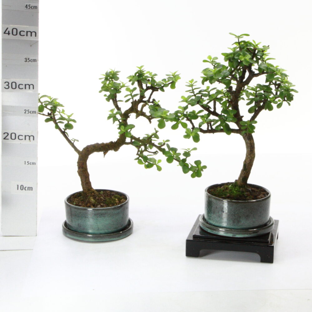Portulacaria pot Ruando M3.5+S