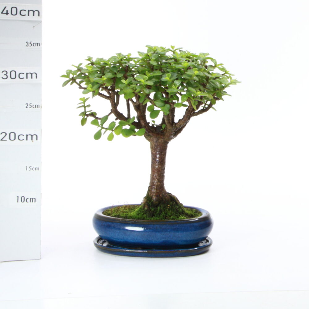 Portulacaria M4+S