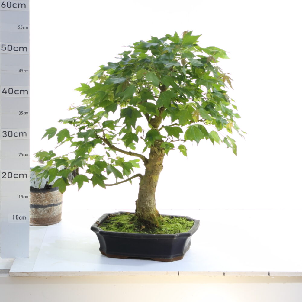 Acer burgerianum M10 environ 40 ans