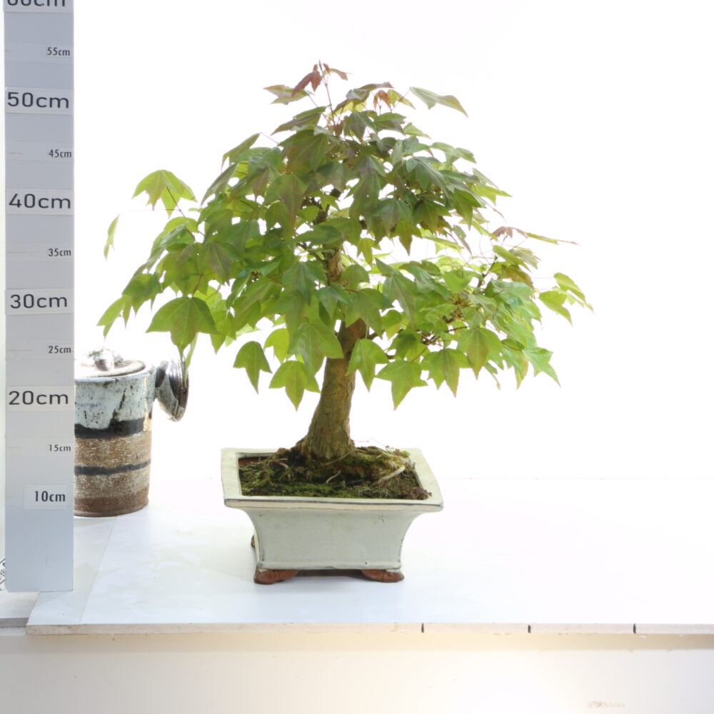 Acer burgerianum m9.5 environ 40 ans