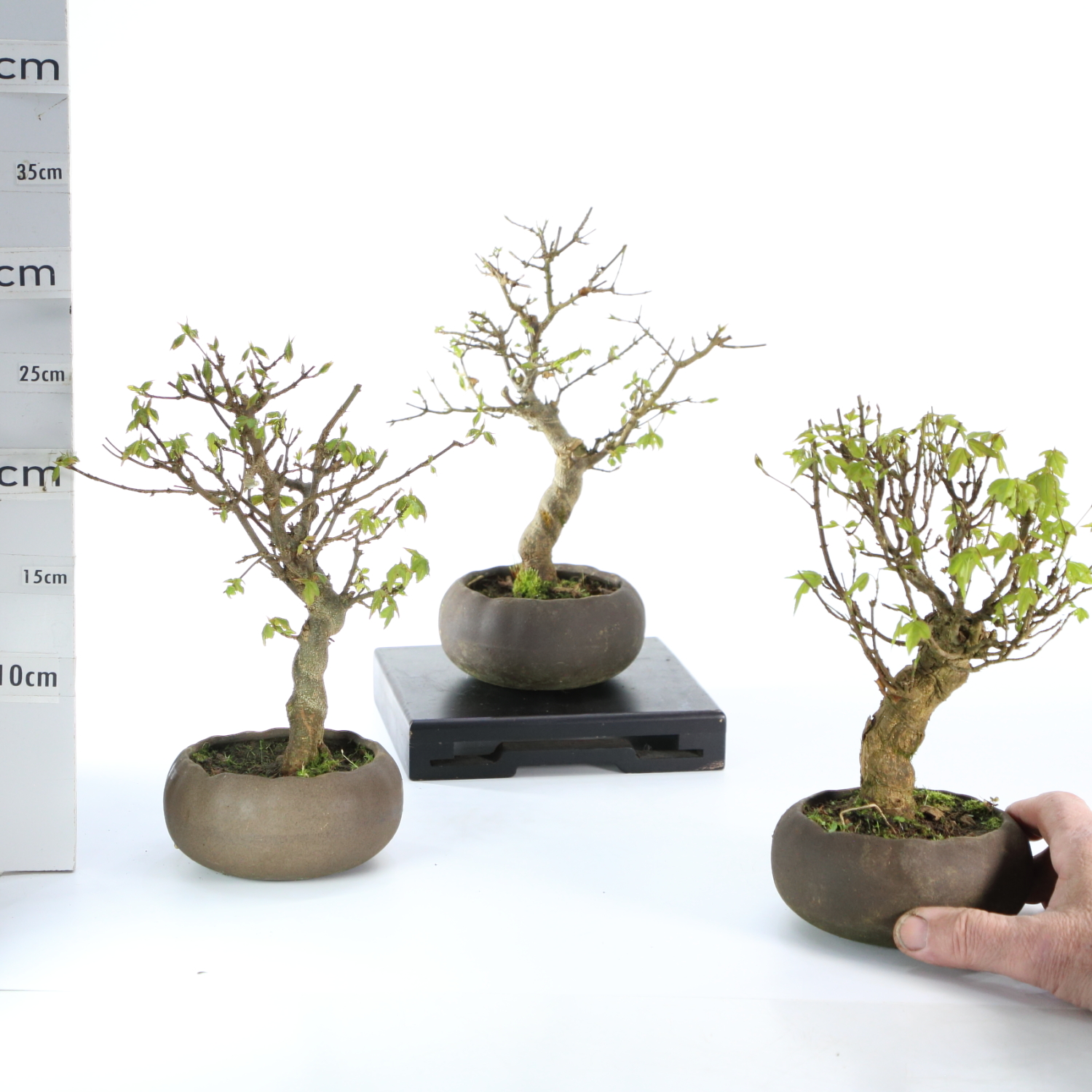 Acer K5.5 12ans burger pot Hana 12cm+S