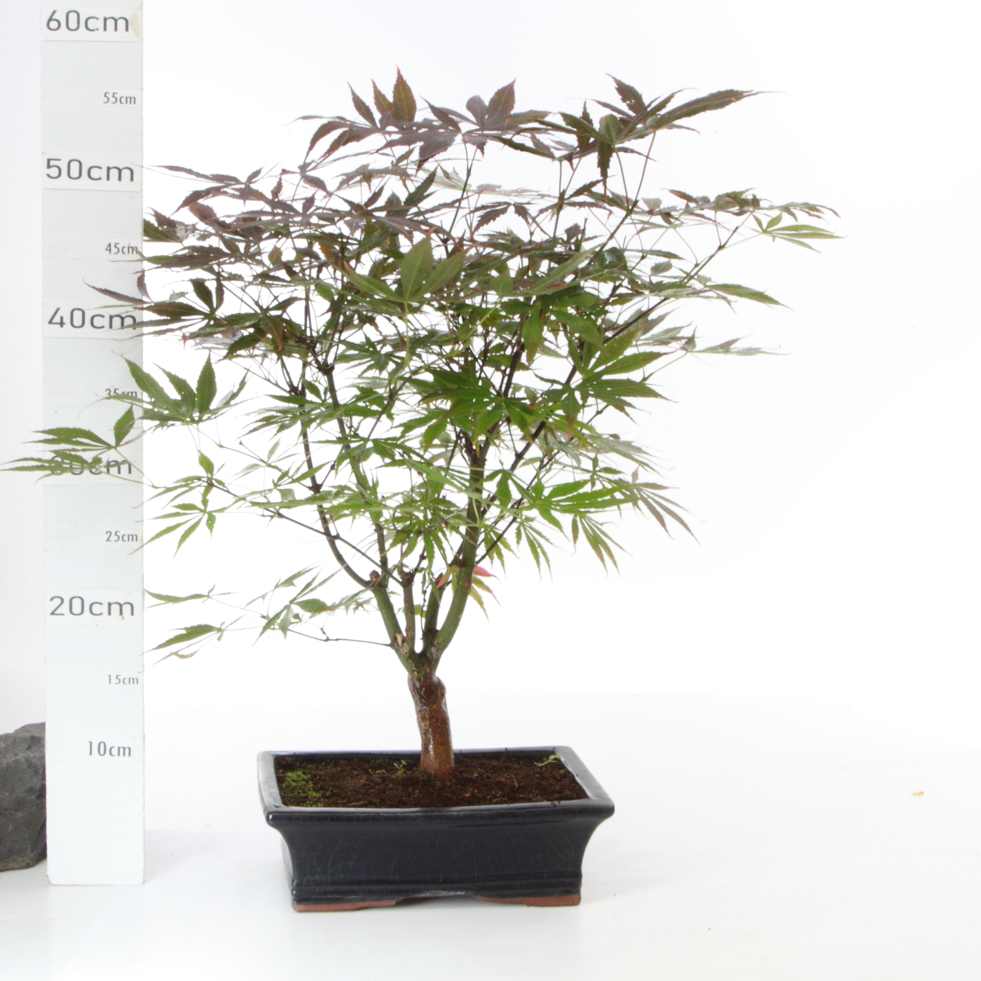 Acer M4.5 palm pot yixing