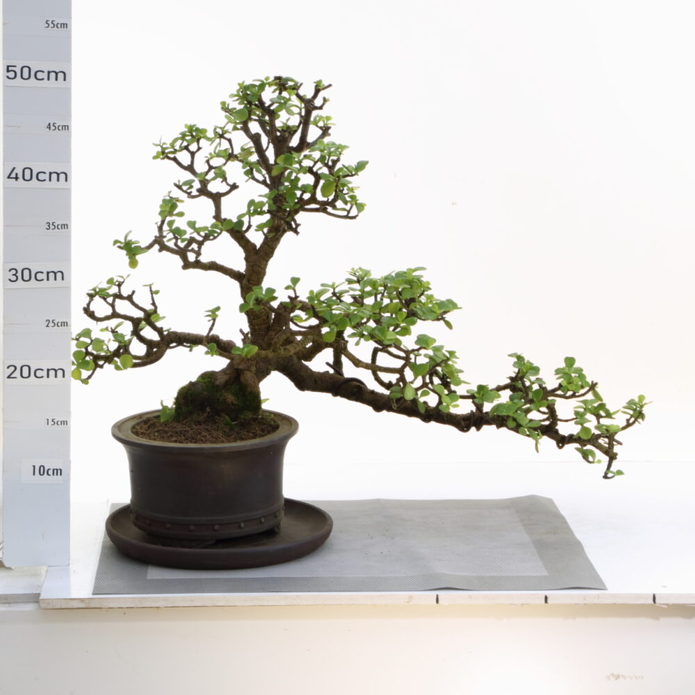 Portulacaria M11+S