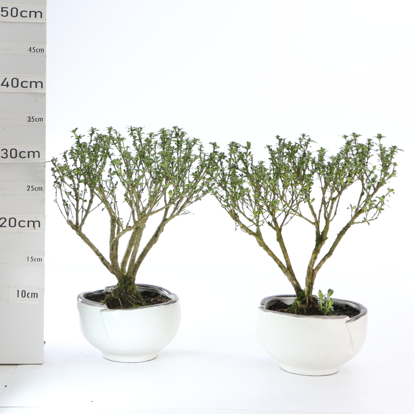 Serissa K3.7 menz Ø14cm sans sc