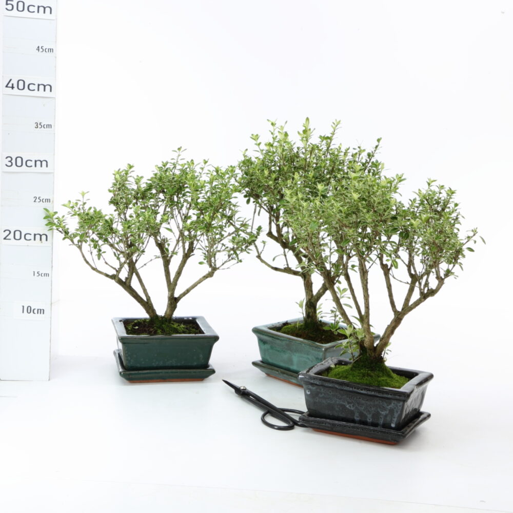Serissa panaché bl M3+S