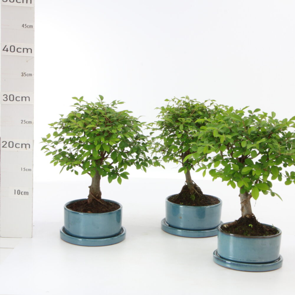 Zelkova chinensis Bl M2.5+S