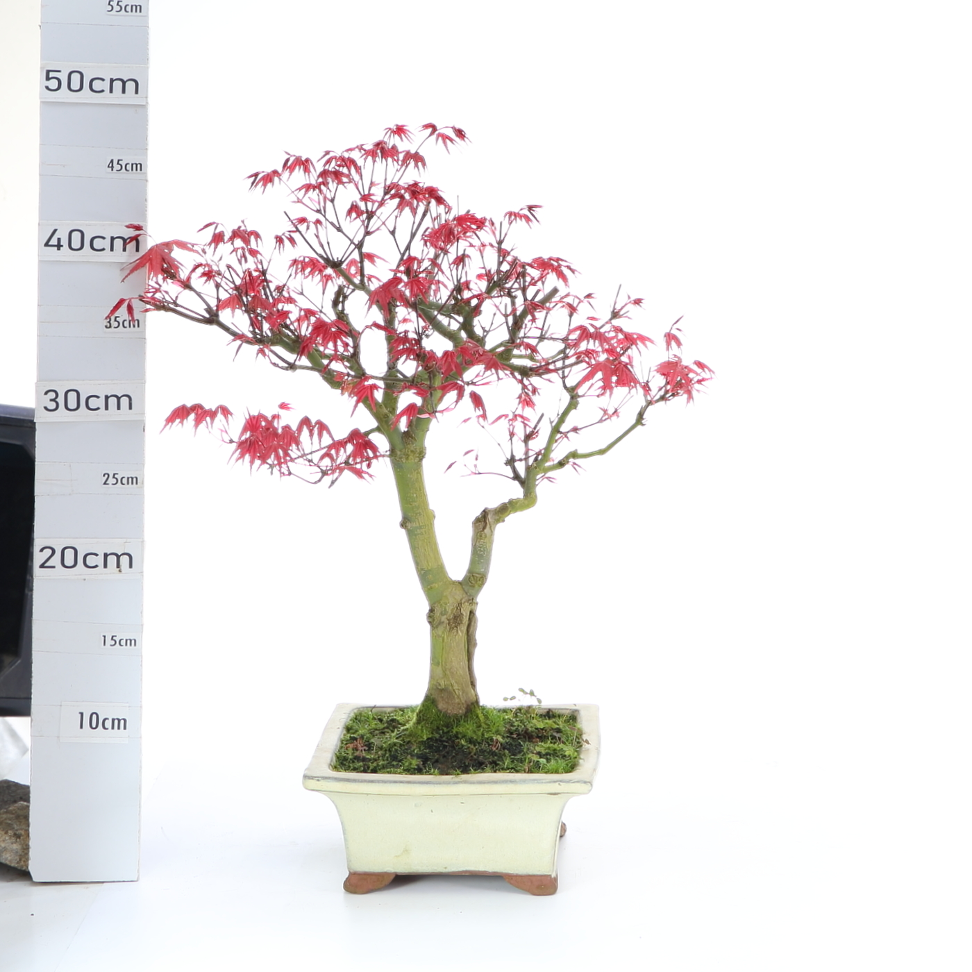 Acer M8 deshojo arb.japonais