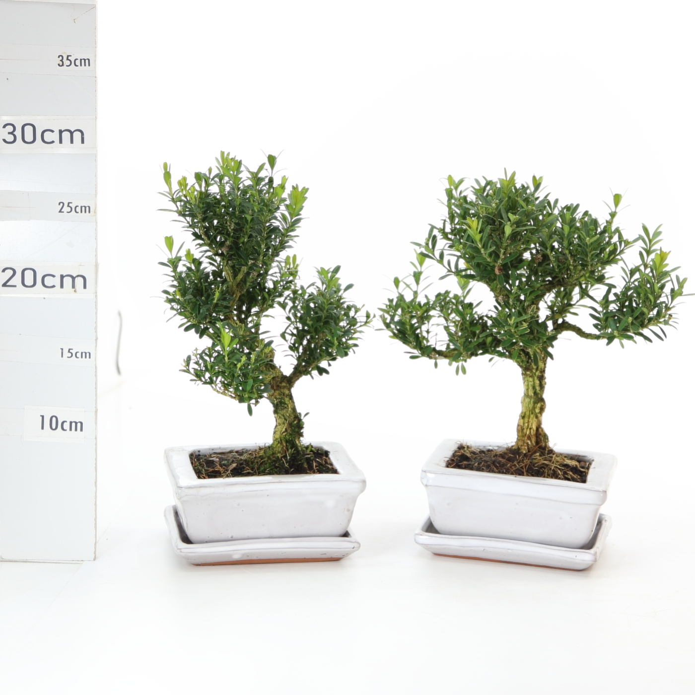 Buxus chinensis M3+S