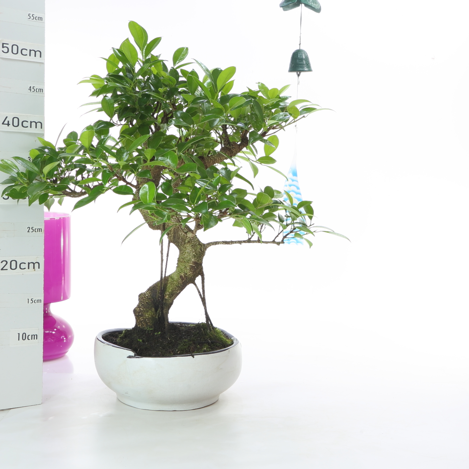Ficus pot Menzen K7.5 sans sc