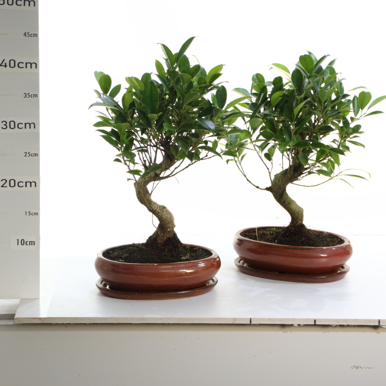 Ficus rétusa sb M4+S