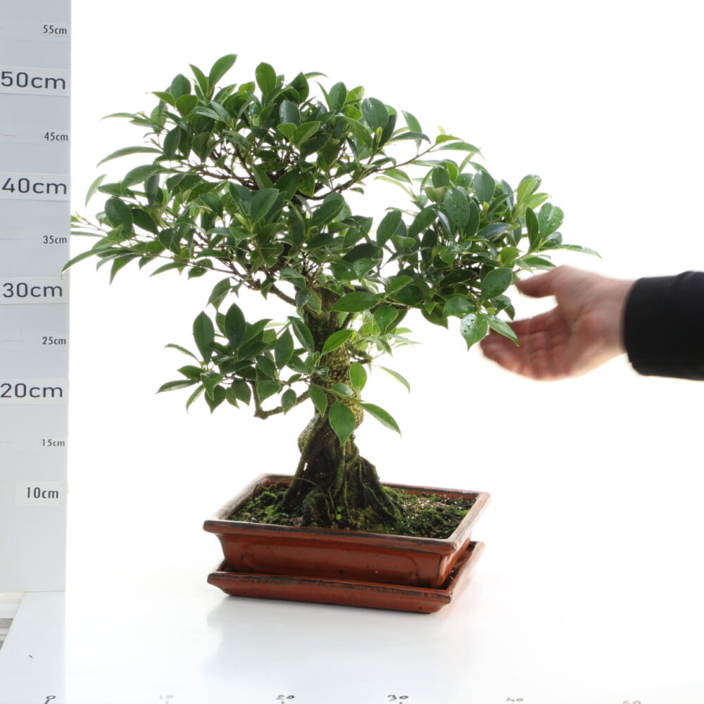 Ficus rétusa M7.2+S