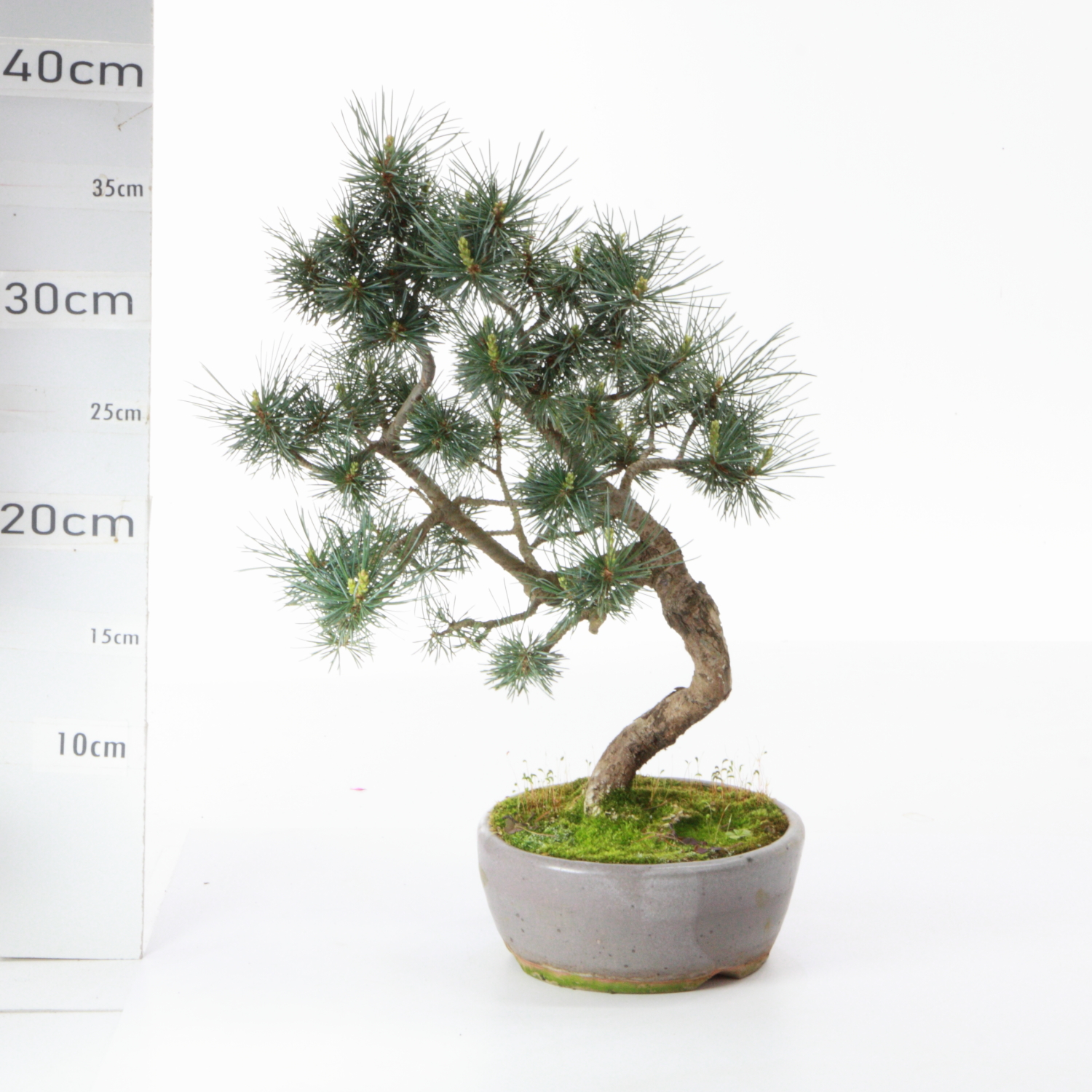 Pinus pentaphylla M7.5 pot Romuald France