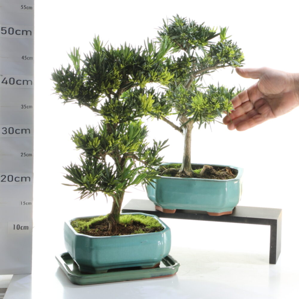 Podocarpus M5+S