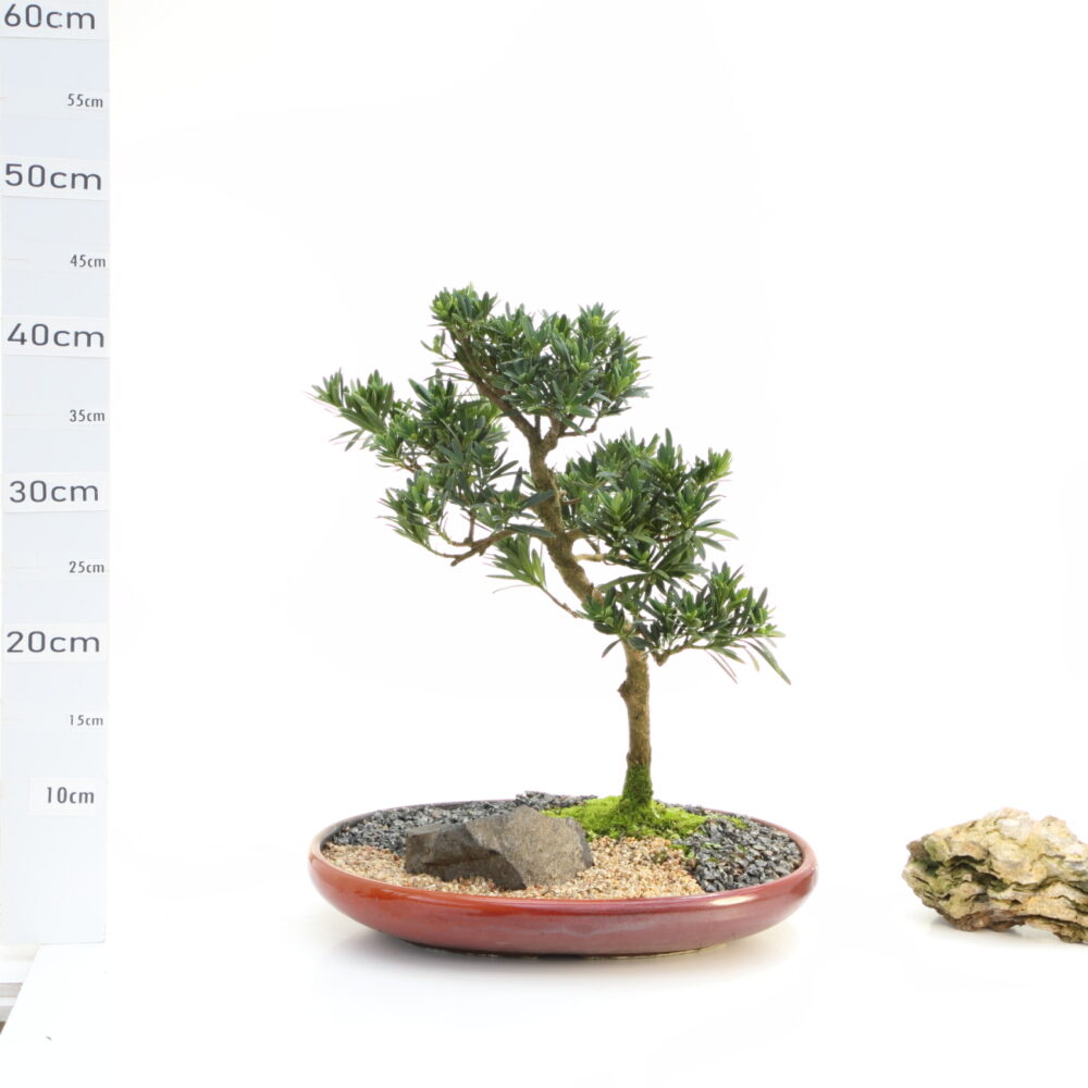 Podocarpus M6.5 b
