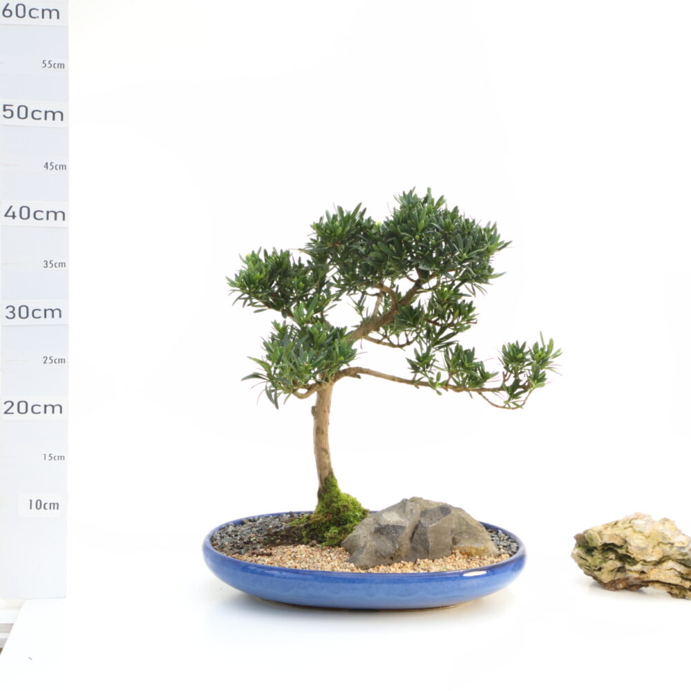 Podocarpus M6.5 c