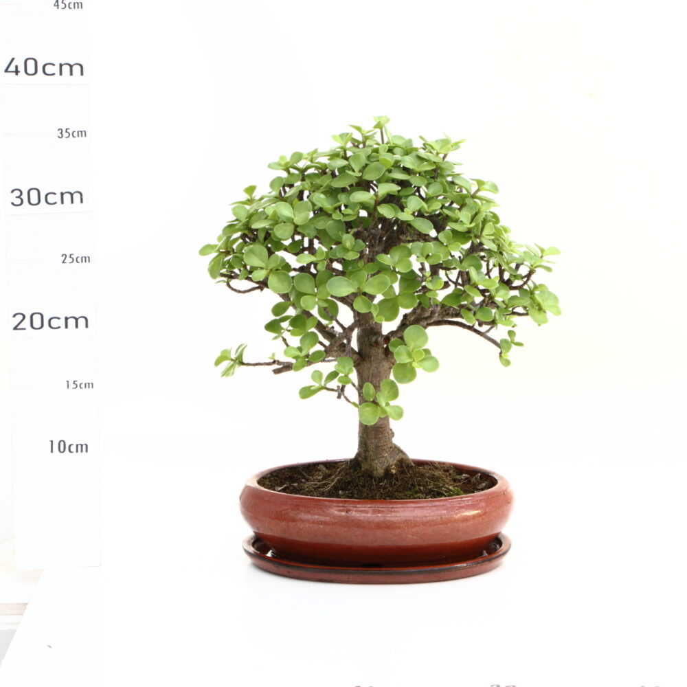Portulacaria M4.5+S