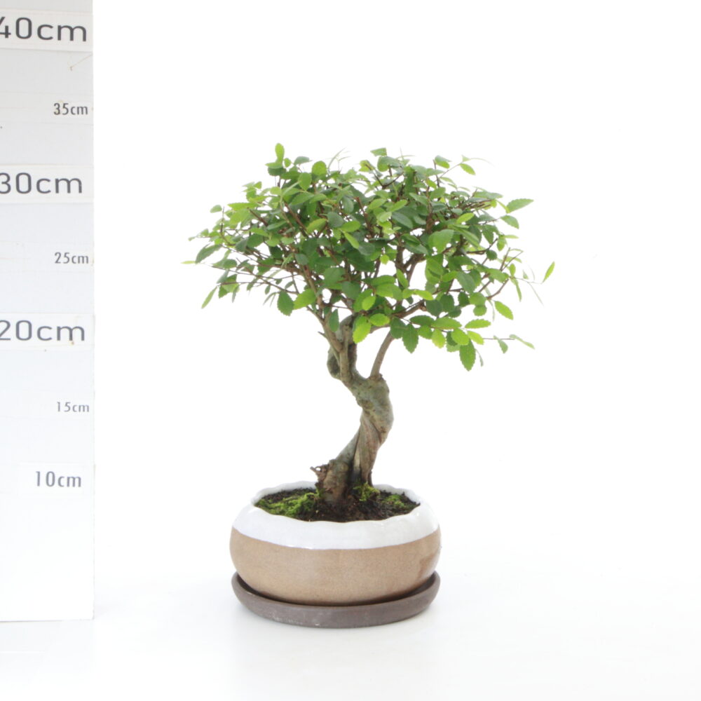 Zelkova sinensis pot Hana Ø14cm K3.2+S