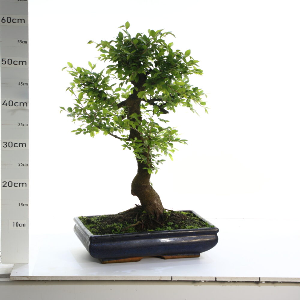 Zelkova sinensis pot d'origine M7.7