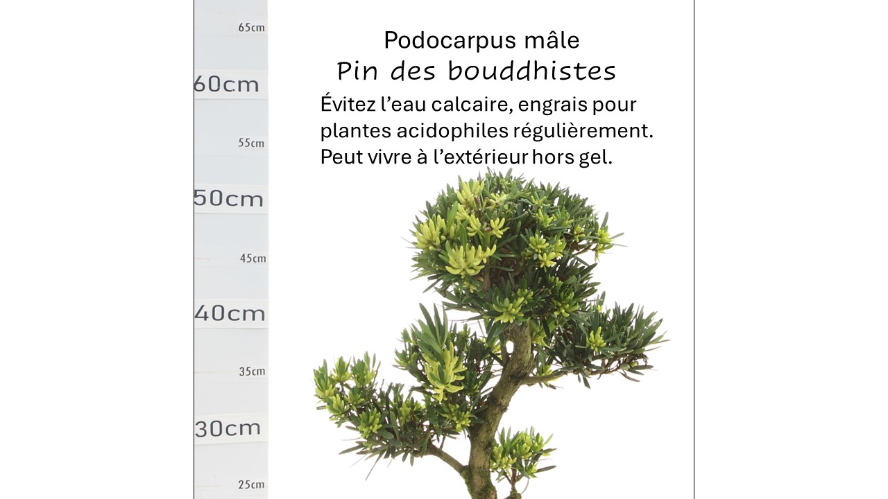 Podocarpus
