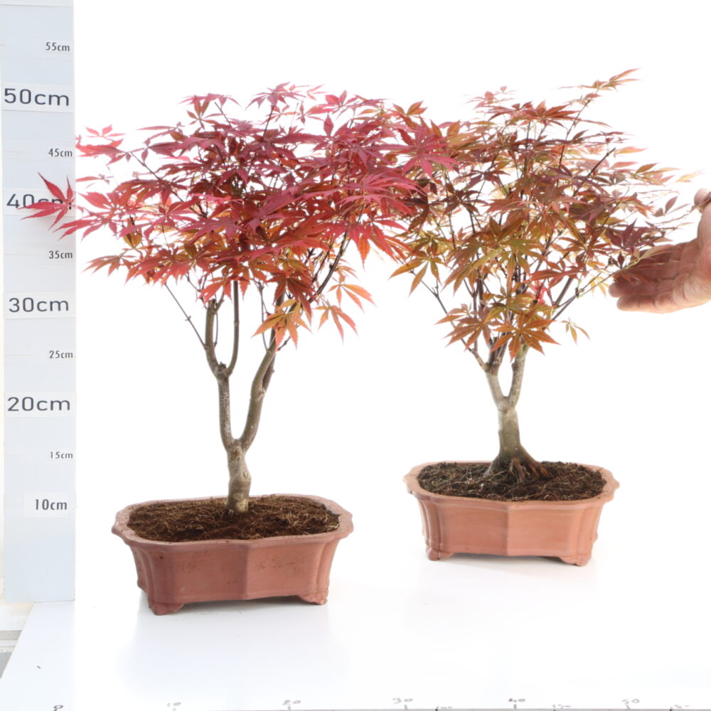 Acer palmatum atropupureum M6.5 pot Yixing
