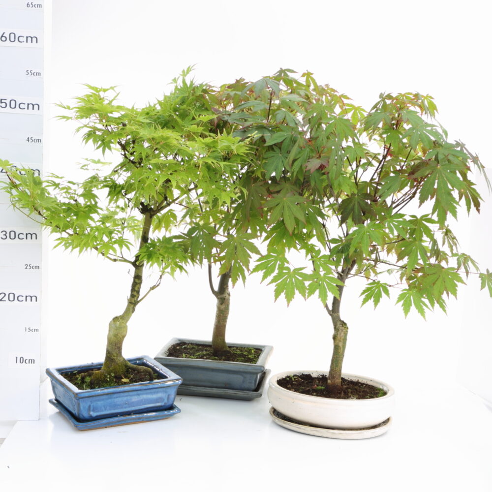 Acer palmatum varié M6+S pot varié