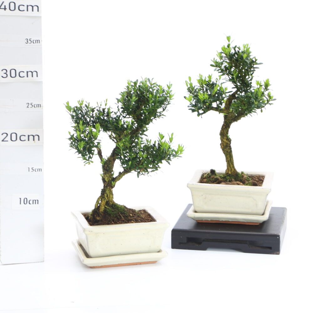 Buxus sinensis M2.5+S