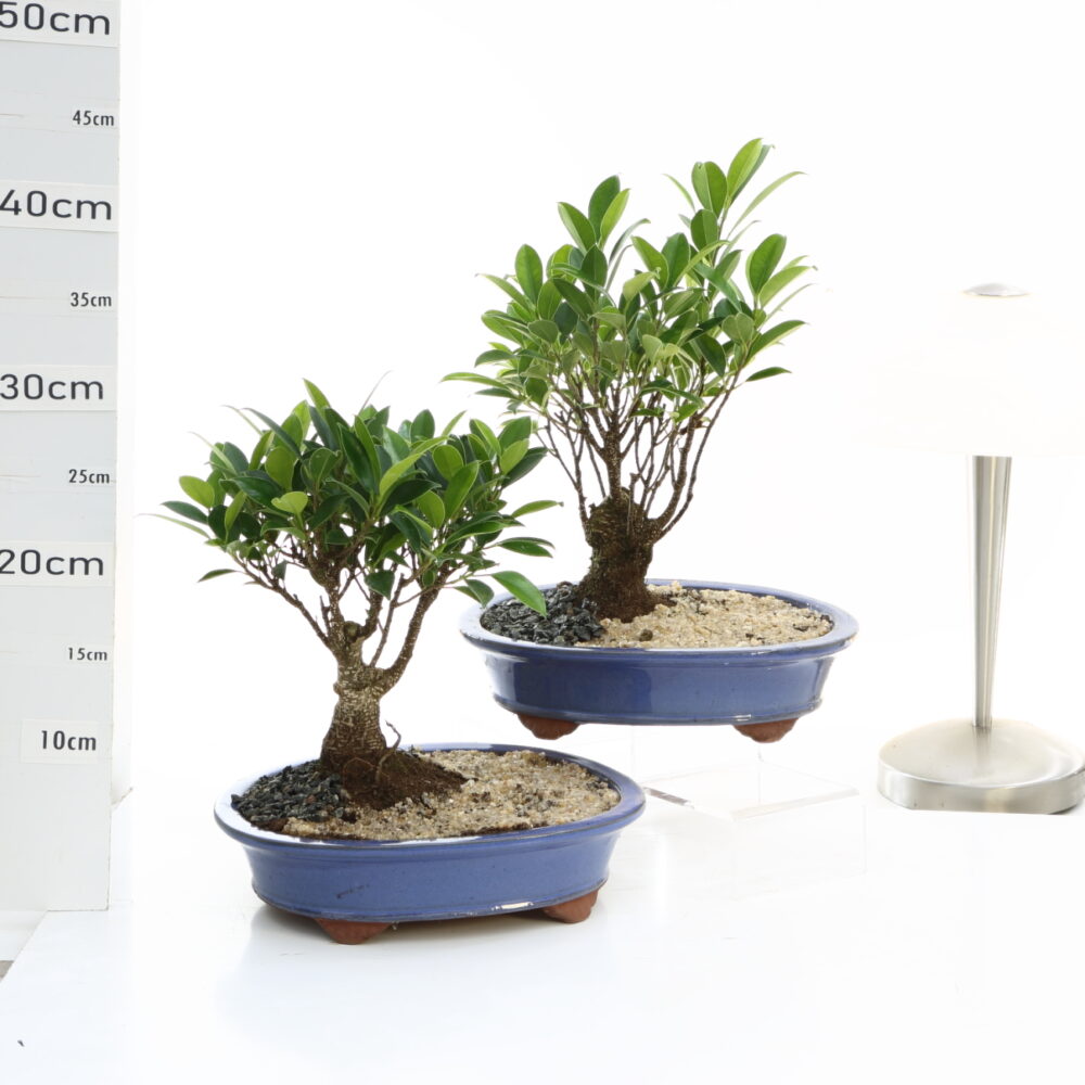 Ficus retusa penjing P3.7