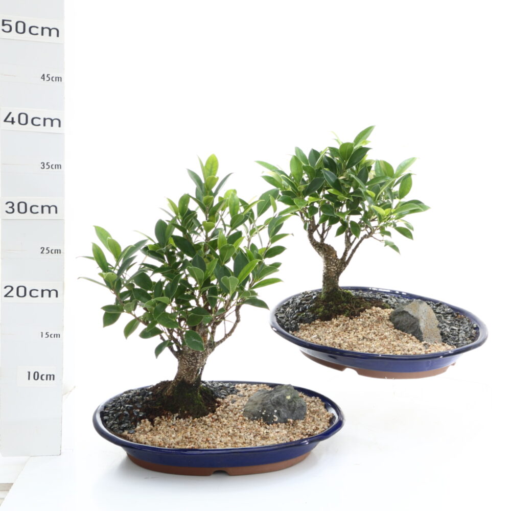 Ficus retusa penjing M4.2