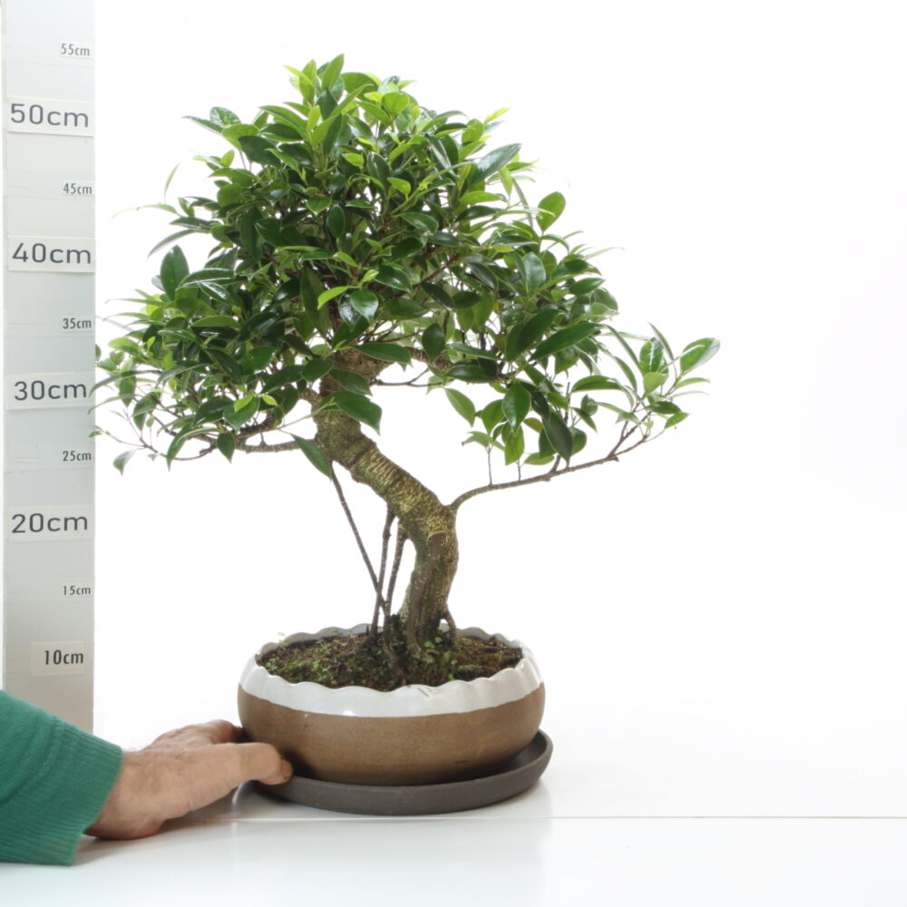 Ficus retusa K7+S pot Hana Ø23