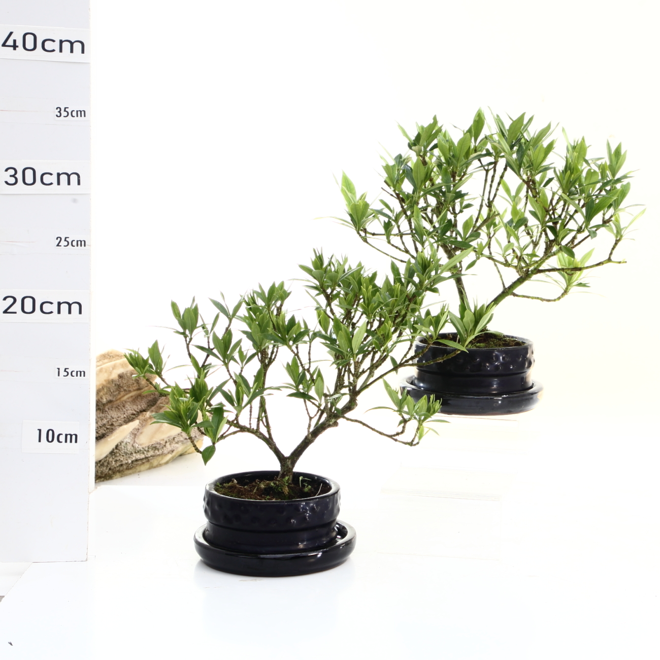 Gardénia M1.5+S pot d'origine