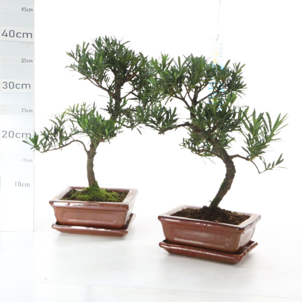 Podocarpus M3.7+S