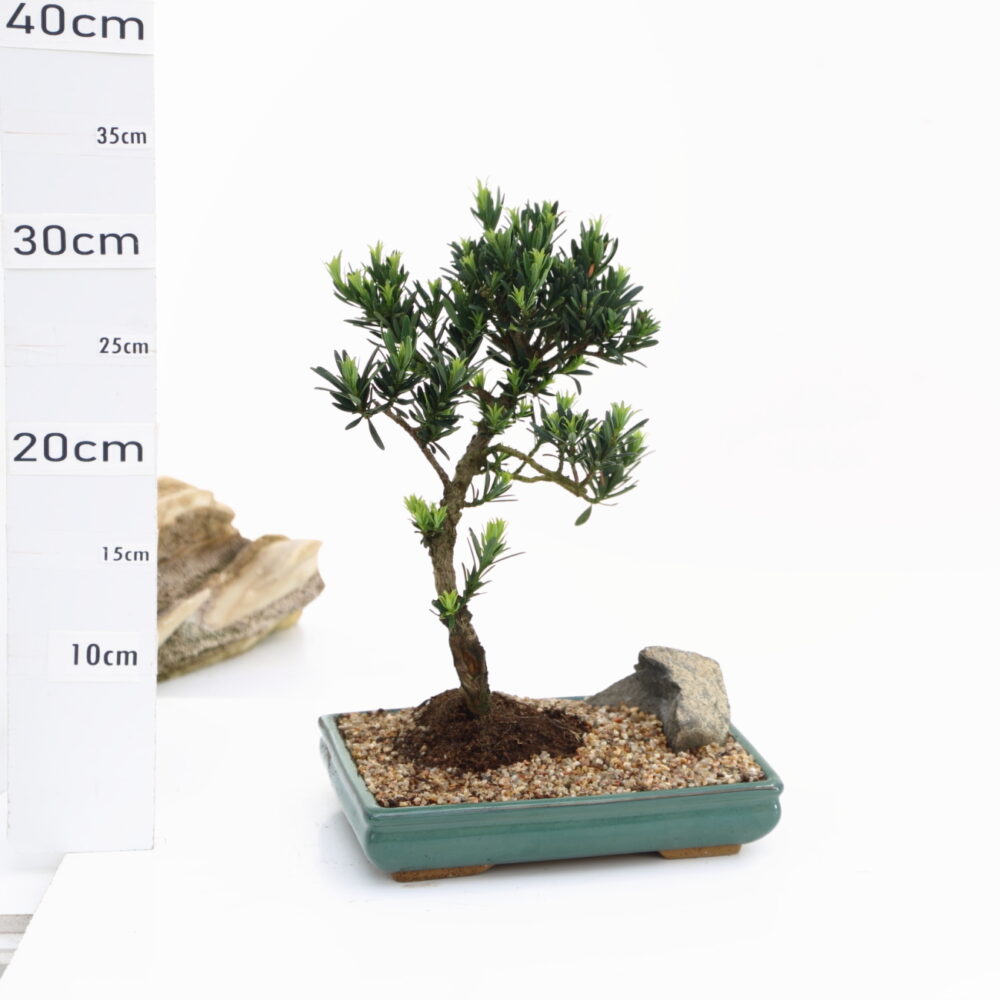 Podocarpus M3.7+S