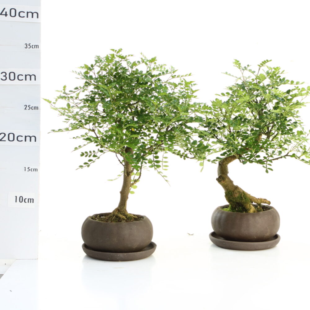 Poivrier pot Hana K2.5+SØ12cm